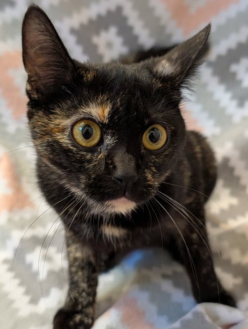 BEAUTY - Domestic Short Hair available for adoption