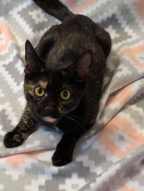 BEAUTY - Domestic Short Hair available for adoption
