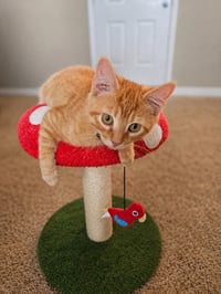 Linus - Photo 1