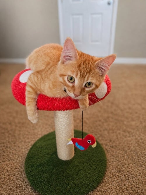 LINUS - Domestic Short Hair available for adoption