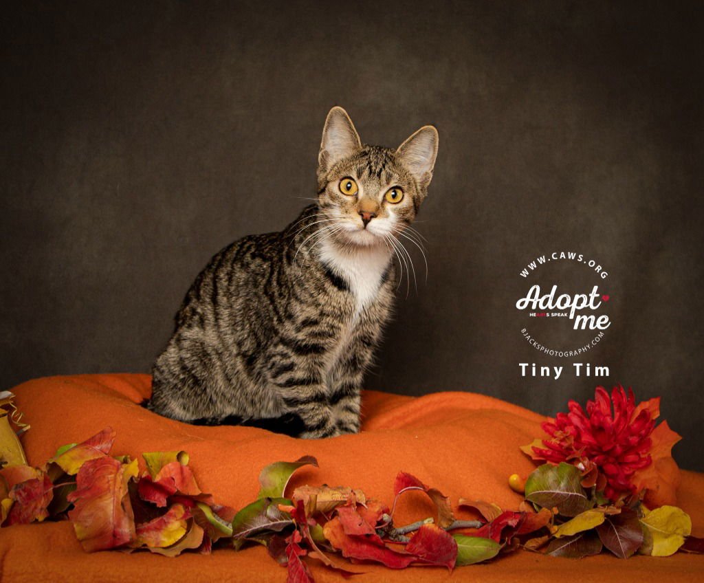 TIMOTHY - Domestic Short Hair available for adoption