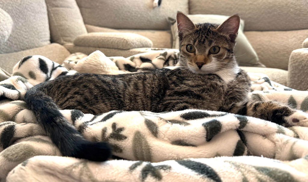 TIMOTHY - Domestic Short Hair available for adoption