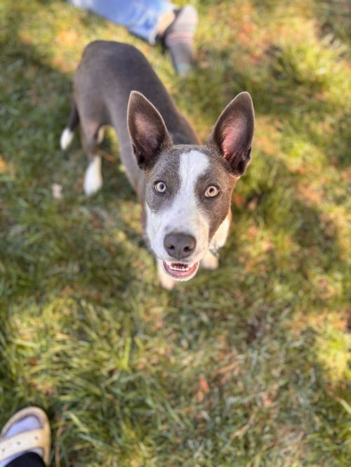 SKYLAR - Australian Cattle Dog/Blue Heeler / Shepherd available for adoption