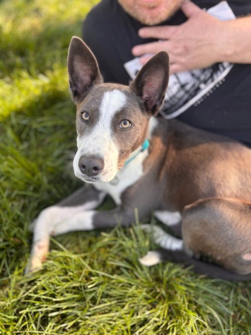 SKYLAR - Australian Cattle Dog/Blue Heeler / Shepherd available for adoption
