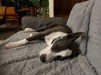Skylar - Photo 4