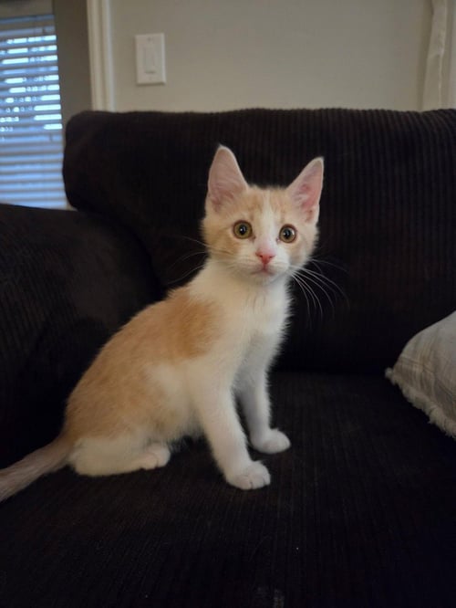 KNOX - Domestic Short Hair available for adoption
