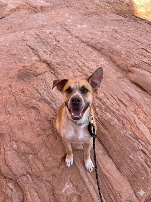 PETE - Retriever for adoption in Salt Lake City