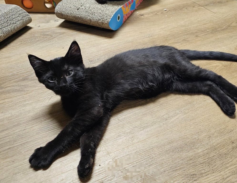 Blackie Image