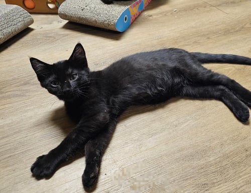 BLACKIE - Domestic Short Hair available for adoption