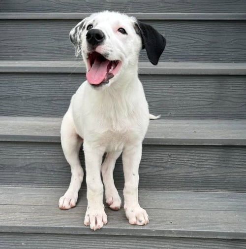 ASPEN - Border Collie available for adoption
