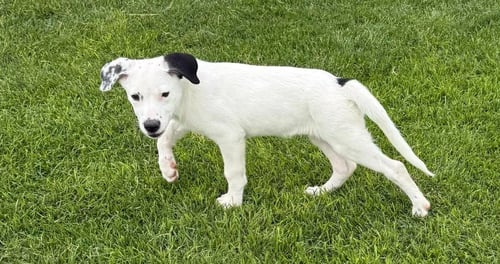 ASPEN - Border Collie available for adoption