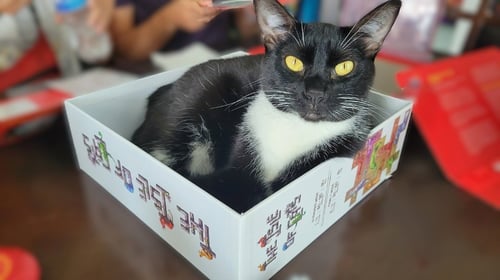 ARTEMIS - Domestic Short Hair for adoption in Sandy