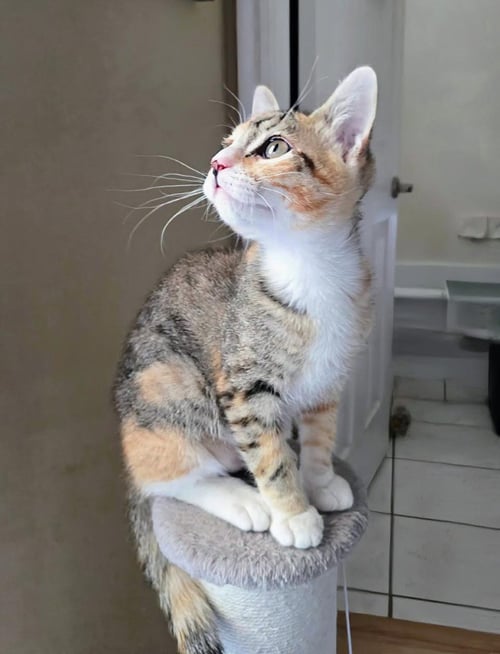 WILLOW - Domestic Short Hair available for adoption
