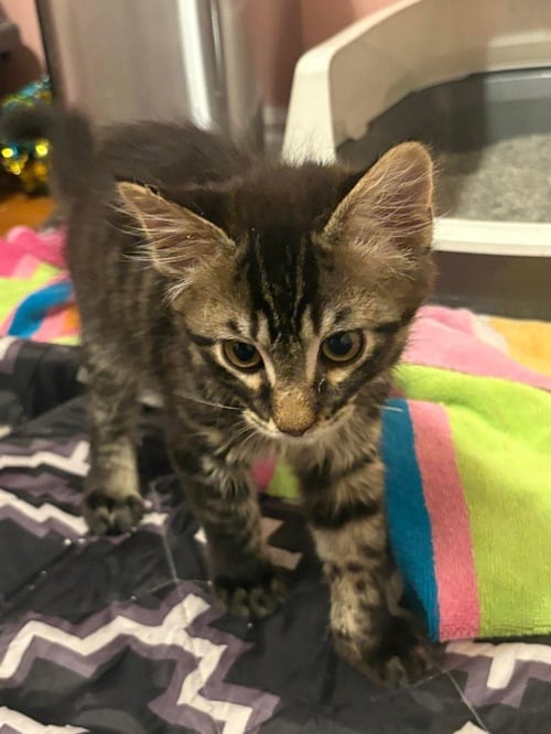 GRIMACE - Domestic Short Hair for adoption in Salt Lake City
