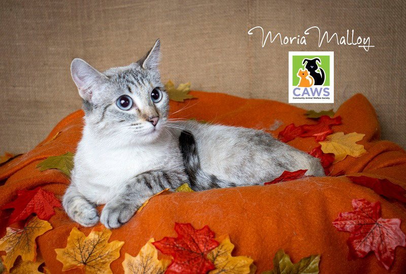 Betsy Ann Image