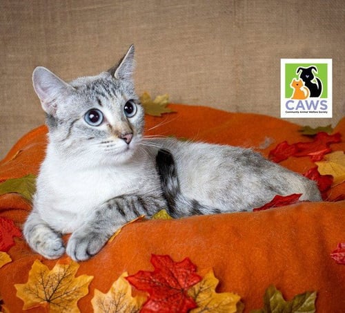 BETSY ANN - Domestic Short Hair available for adoption