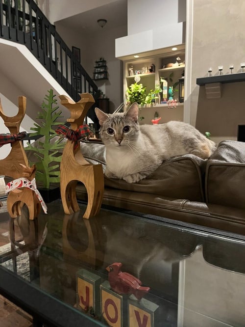 BETSY ANN - Domestic Short Hair available for adoption