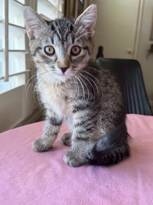LEOPARD - Domestic Short Hair available for adoption