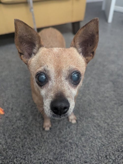 APRICOT - Chihuahua available for adoption