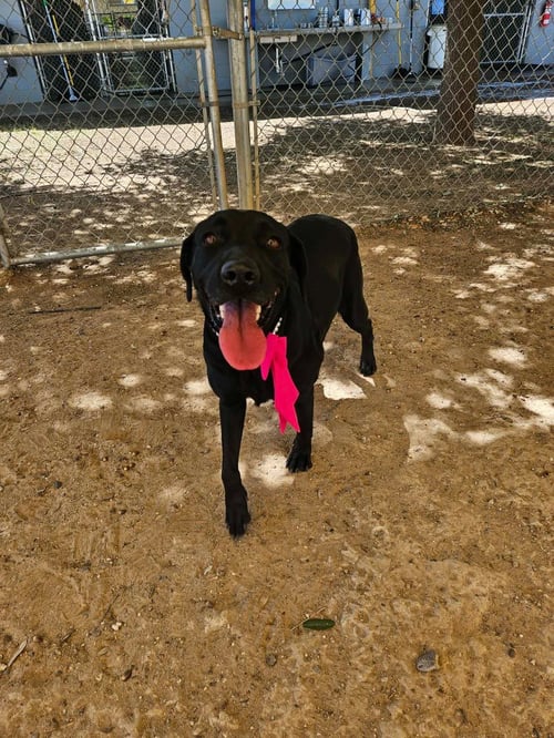 OLIVE - Black Labrador Retriever available for adoption