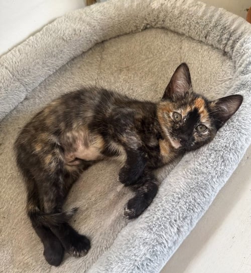 KIKI - Domestic Short Hair available for adoption