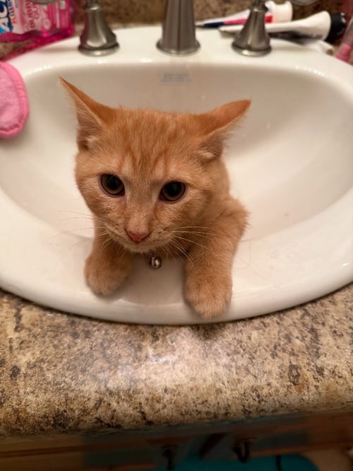 RENJI - Domestic Short Hair available for adoption