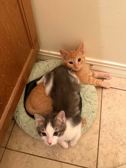 RENJI - Domestic Short Hair available for adoption