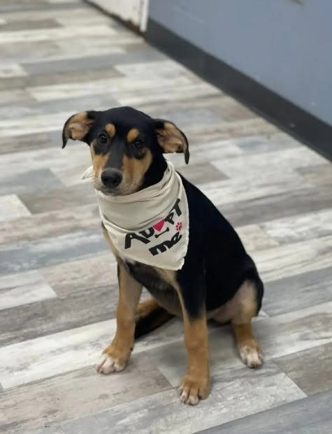 CORNELIA - Shepherd available for adoption