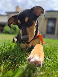 Cornelia - Photo 2