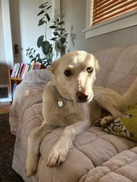 Koda - Photo 1