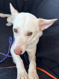 Koda - Photo 2