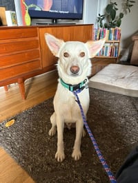 Koda - Photo 3