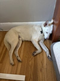 Koda - Photo 4