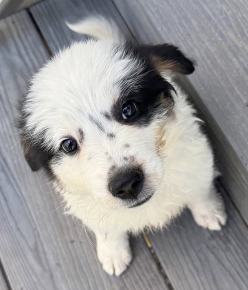 BANDIT - Border Collie available for adoption