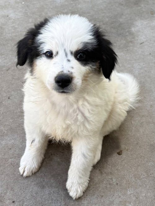 BANDIT - Border Collie available for adoption