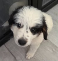 Bandit - Photo 4