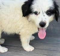 Bandit - Photo 3