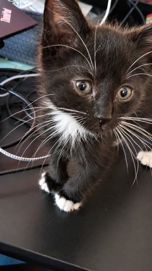SLINKY - Domestic Short Hair available for adoption