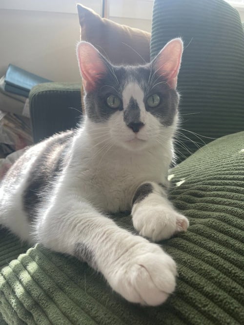 WEDGIE - Domestic Short Hair available for adoption