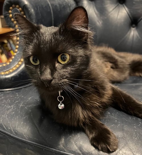 LADY CATHERINE - Domestic Long Hair available for adoption