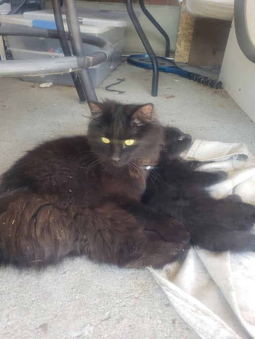 LADY CATHERINE - Domestic Long Hair available for adoption