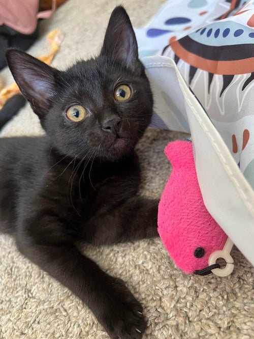 PIPPIN - Domestic Short Hair available for adoption