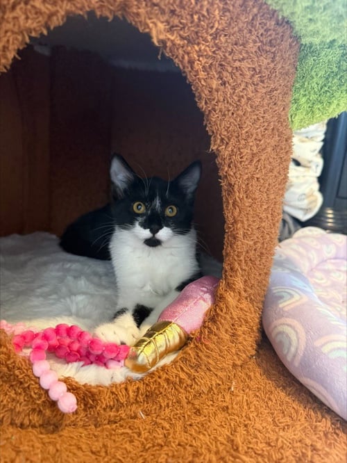 RIVIAN - Domestic Medium Hair available for adoption