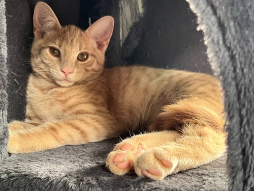 BISQUE - Domestic Medium Hair available for adoption