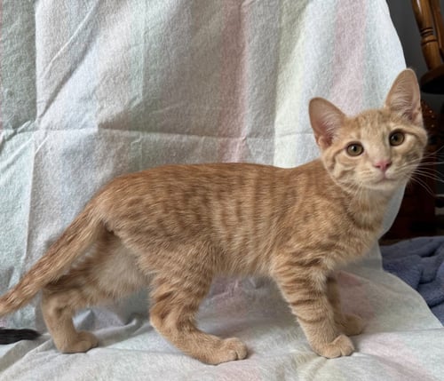 BISQUE - Domestic Medium Hair available for adoption