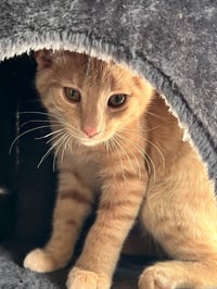 Bisque - Photo 4