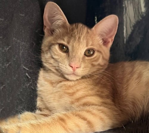 BISQUE - Domestic Medium Hair available for adoption