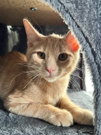 Bisque - Photo 3