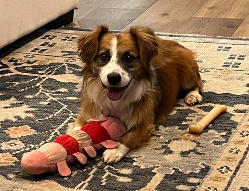 CHAMP - Corgi / Australian Shepherd available for adoption