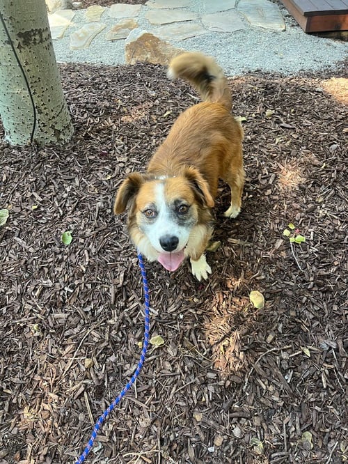 CHAMP - Corgi / Australian Shepherd available for adoption